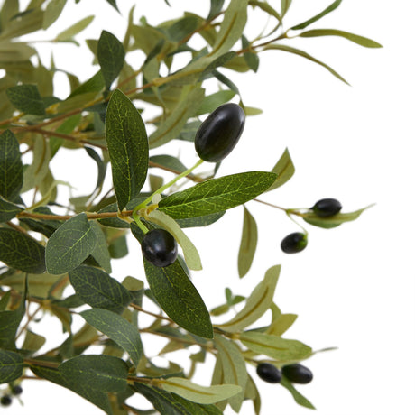 calabria olive tree