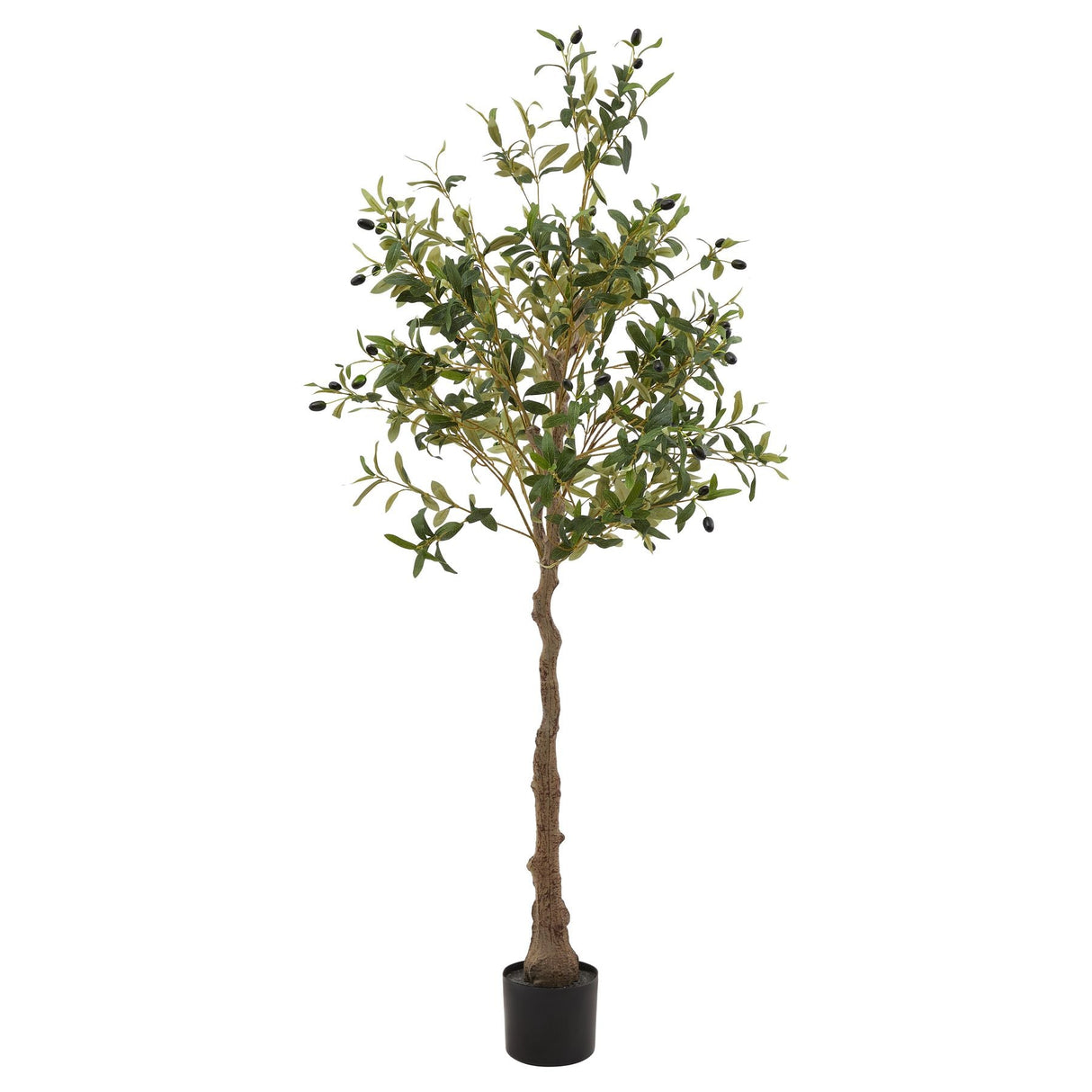 Violette Olive Tree