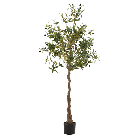 calabria olive tree