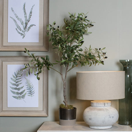 calabria small olive tree