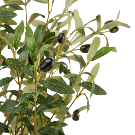 calabria large olive tree