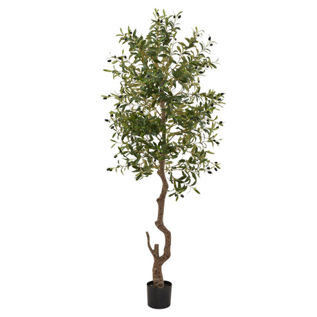 calabria large olive tree