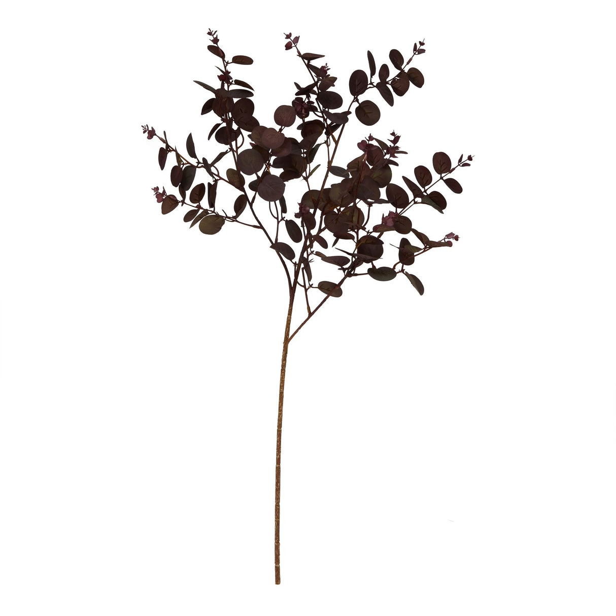 burgundy eucalyptus bunch