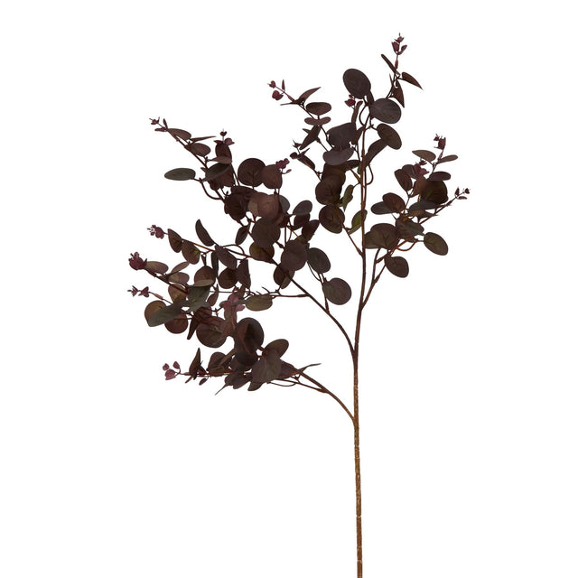 burgundy eucalyptus bunch