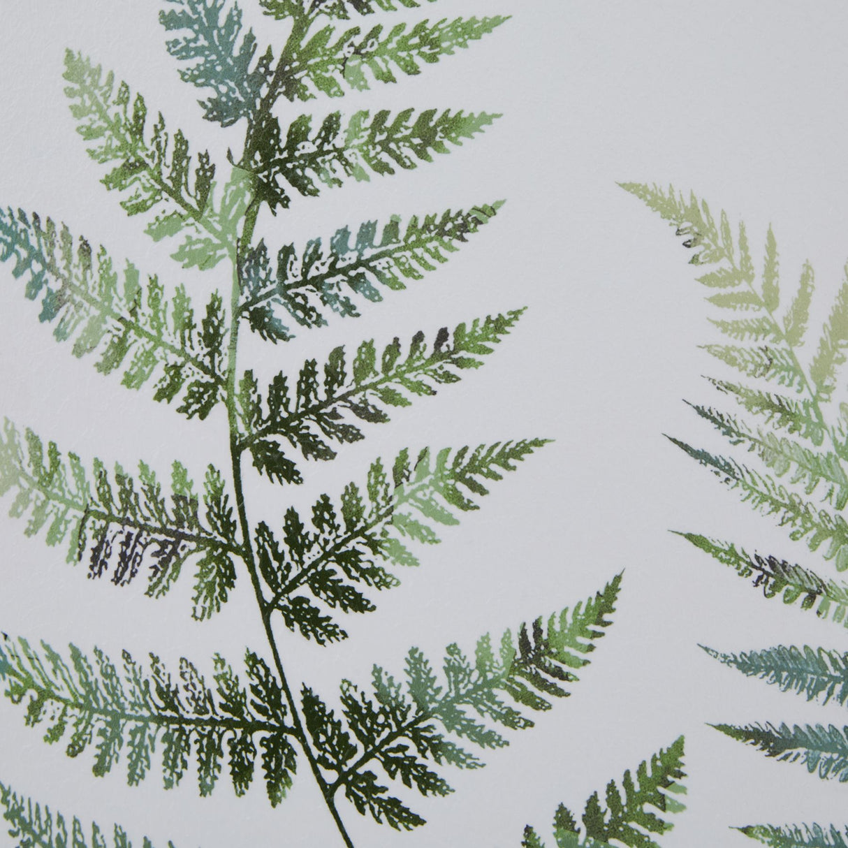 watercolour fern duo in washed wood frame