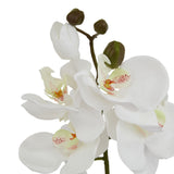 white butterfly orchid stem
