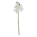 Yvonne Butterfly Orchid Stem (White)