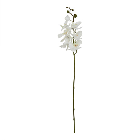 large white butterfly orchid stem