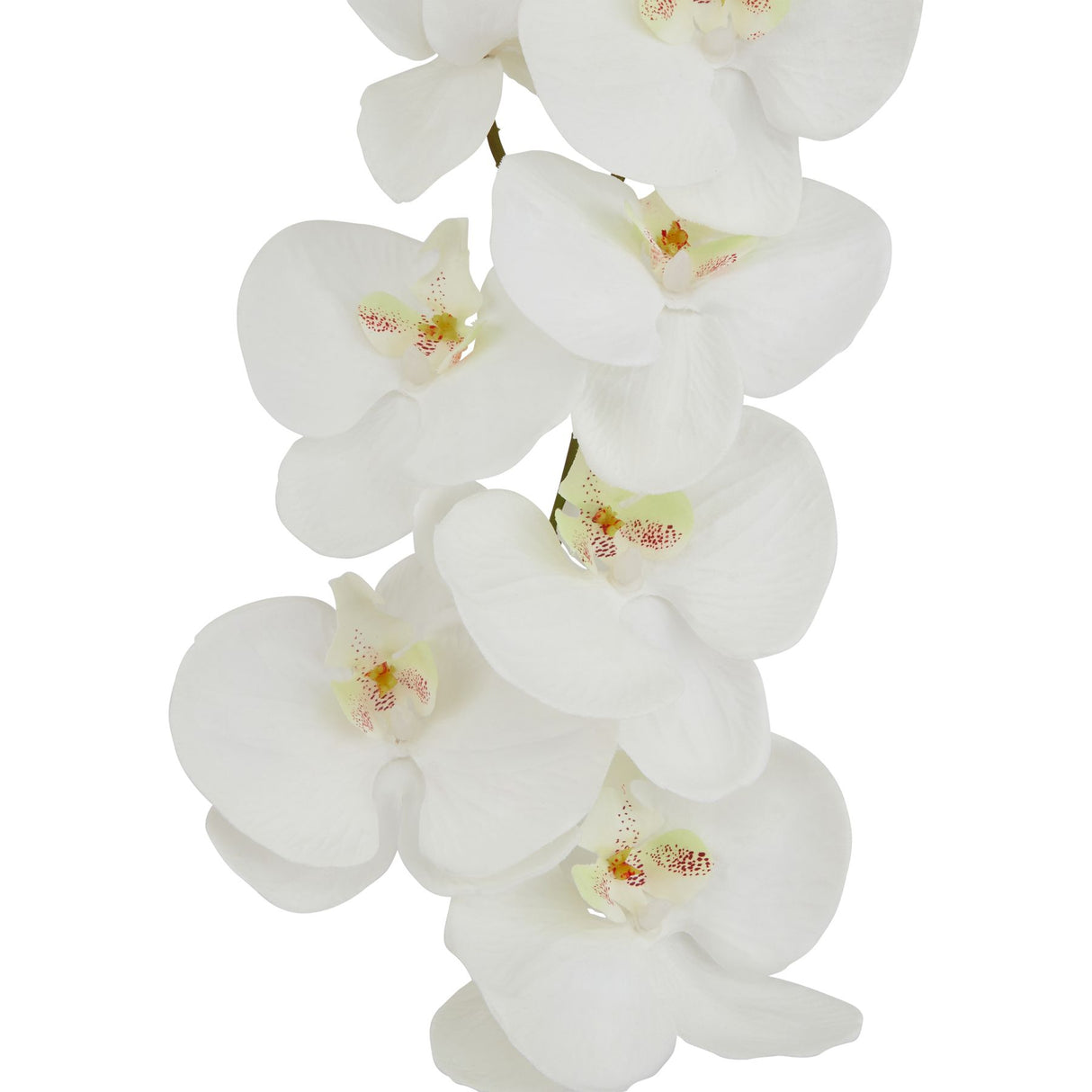 tall white butterfly orchid stem