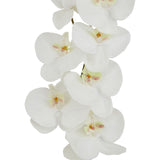 tall white butterfly orchid stem