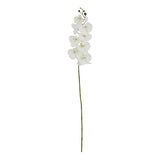 Amandine Butterfly Orchid Stem (Tall White)
