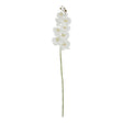 tall white butterfly orchid stem