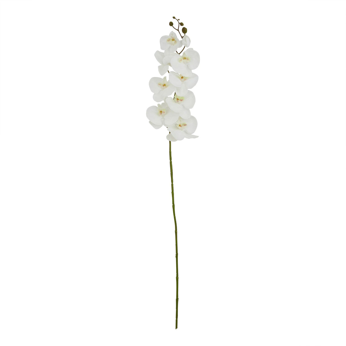 tall white butterfly orchid stem