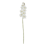 tall white butterfly orchid stem