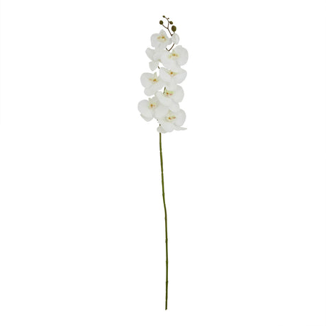 tall white butterfly orchid stem