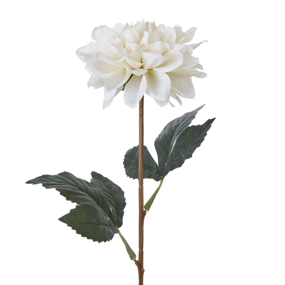 the natural garden collection tall white dahlia