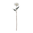 the natural garden collection tall white dahlia