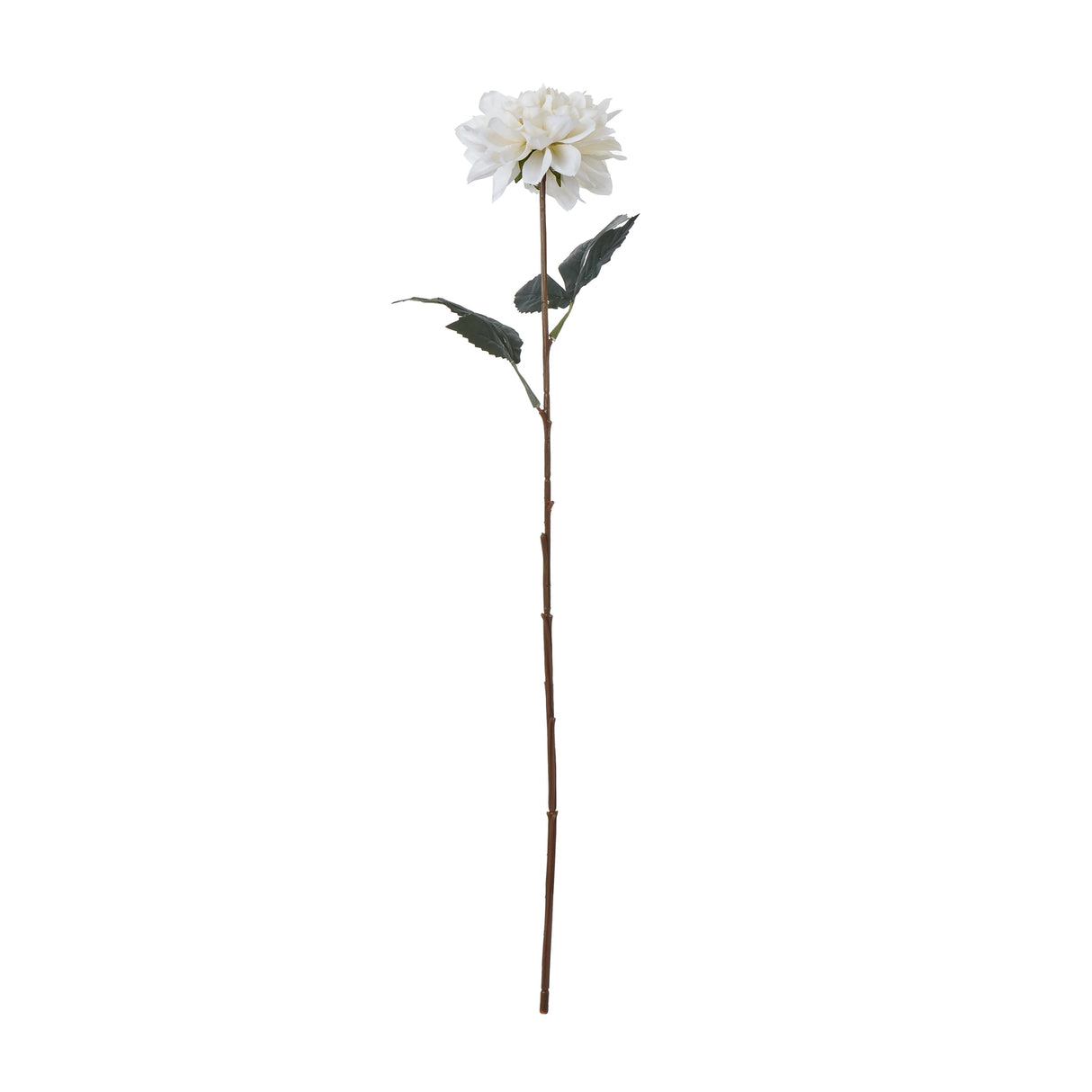 the natural garden collection tall white dahlia