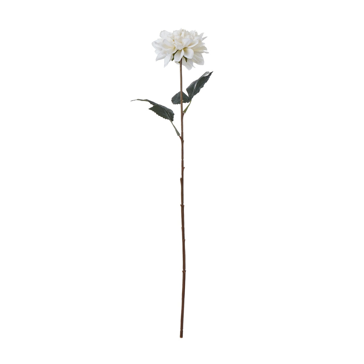 Violette Tall White Dahlia