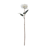 Violette Tall White Dahlia