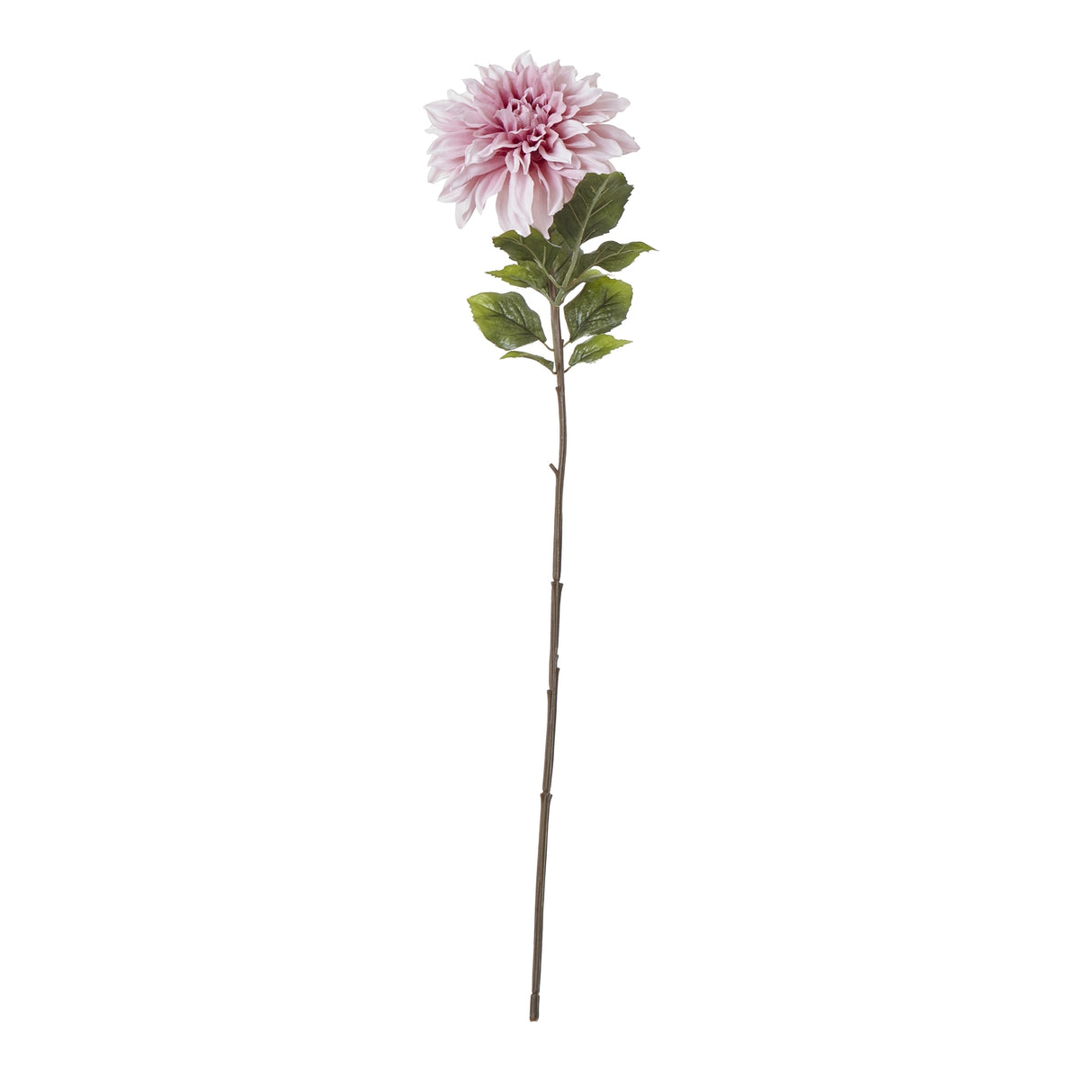 the natural garden collection pink dahlia