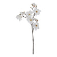 the natural garden collection white magnolia stem