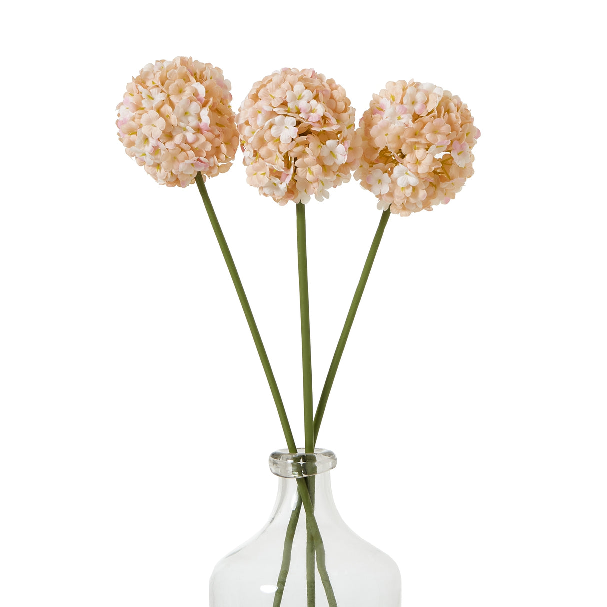the natural garden collection white apricot allium