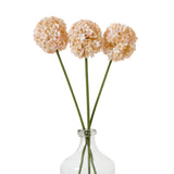 the natural garden collection white apricot allium