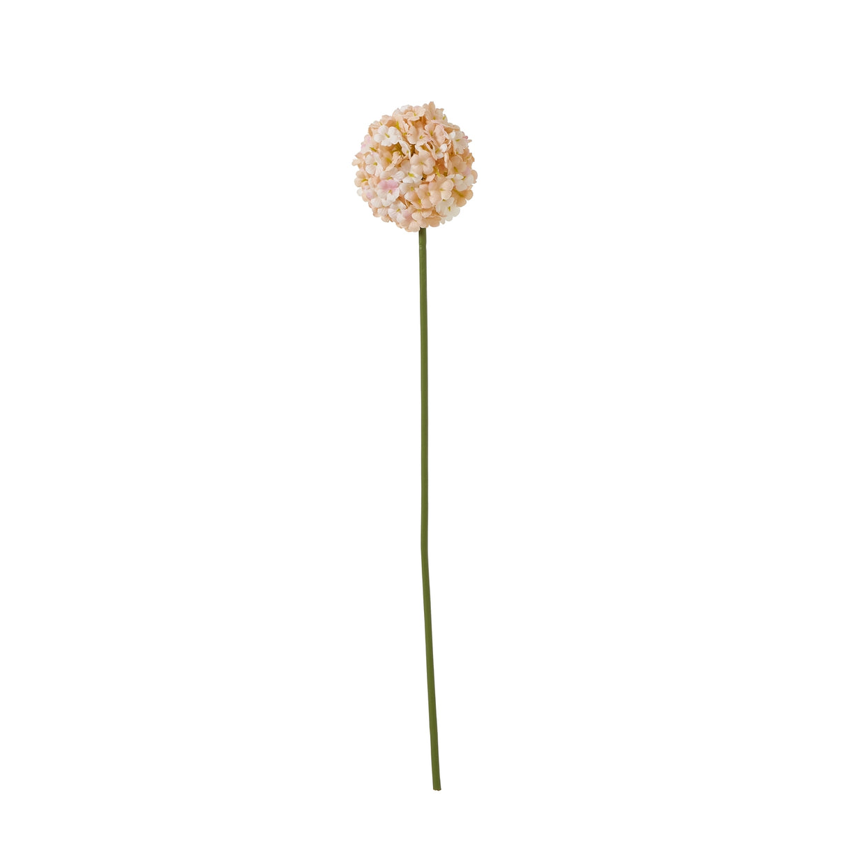 the natural garden collection white apricot allium
