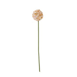 the natural garden collection white apricot allium
