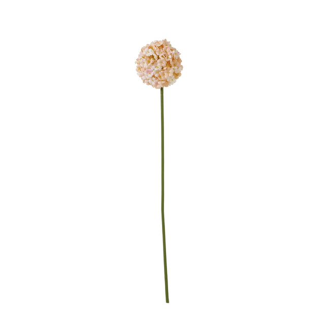 the natural garden collection white apricot allium