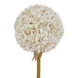 the natural garden collection white allium