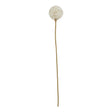 the natural garden collection white allium