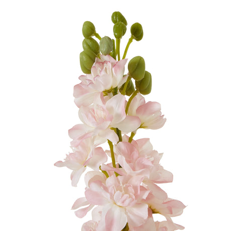 the natural garden collection pink elatum delphinium
