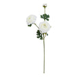 the natural garden collection white ranunculus