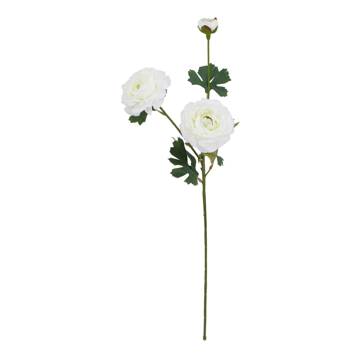 Violette White Ranunculus