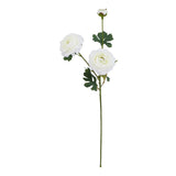Violette White Ranunculus