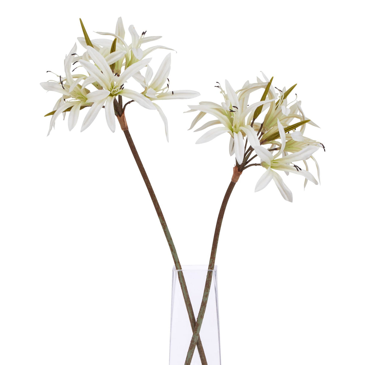 the natural garden collection white nerine lily stem