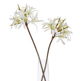 the natural garden collection white nerine lily stem