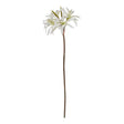 the natural garden collection white nerine lily stem
