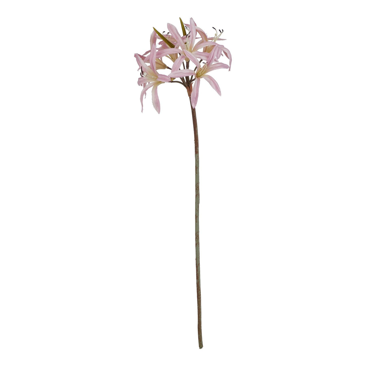 Violette Pink Lily Stem