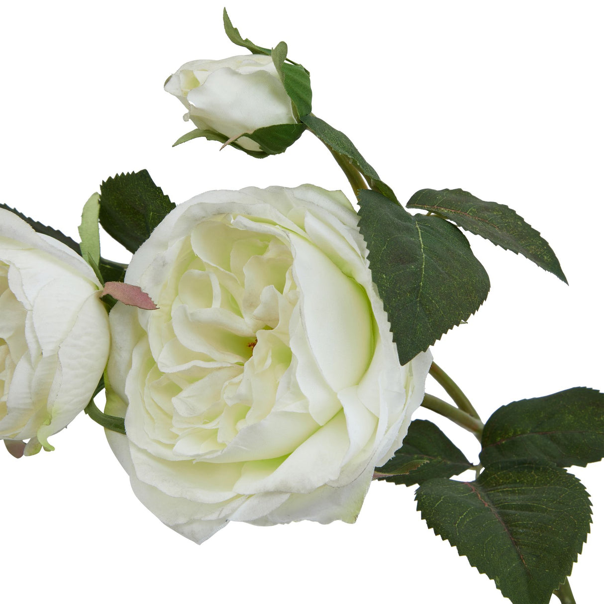 the natural garden collection white charity rose