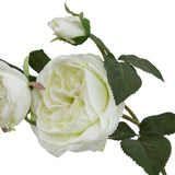 the natural garden collection white charity rose