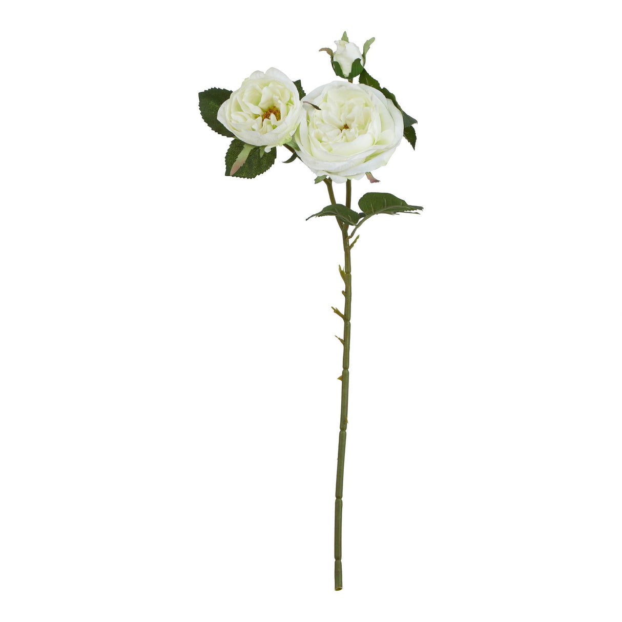 the natural garden collection white charity rose