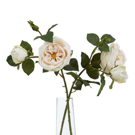 the natural garden collection palest blush charity rose