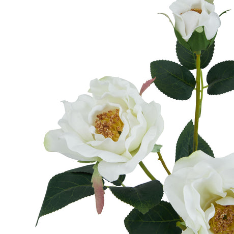 the natural garden collection white tea rose