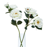 the natural garden collection white tea rose