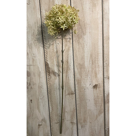 green and beige allium