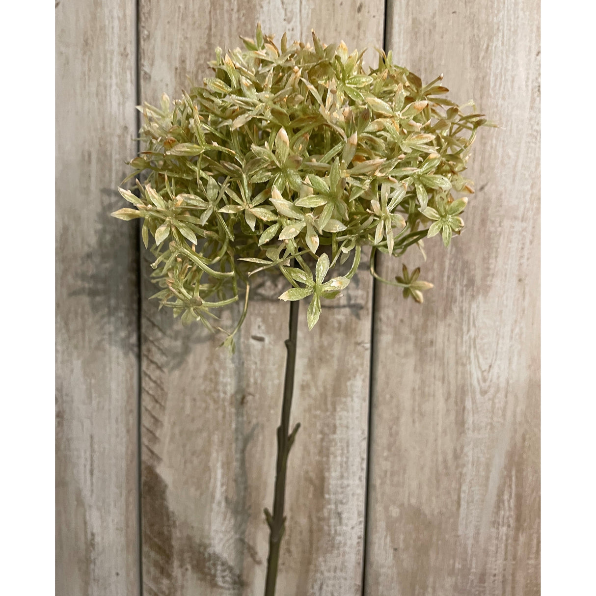 green and beige allium