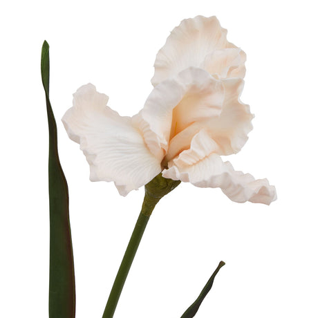 the natural garden collection pale apricot fringed iris